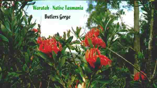 Waratah Tasmania Butlers Gorge